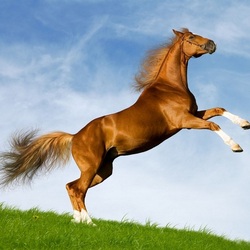 Пазл: Гнедой