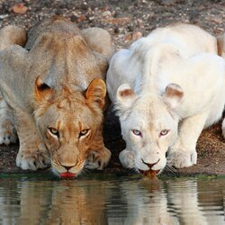 Пазл: У реки 