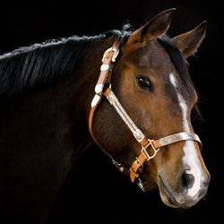 Пазл: Лошадь