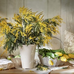 Пазл: Мимоза - мартовский цветок 