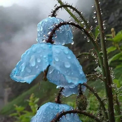 Пазл: Голубой горный мак