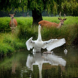 Пазл: Две лесные семьи