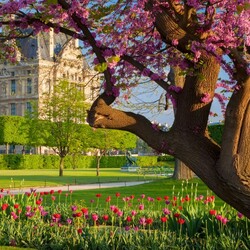 Пазл: Весеннее цветение