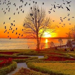 Пазл: Птицы на закате