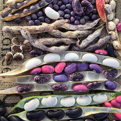 Пазл: Фасоль