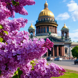 Пазл: Цветет сирень в Питере