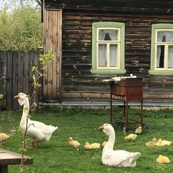Пазл: Гусиная семья