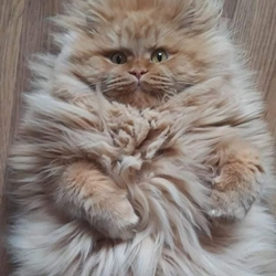 Пазл: Домовенок Котя