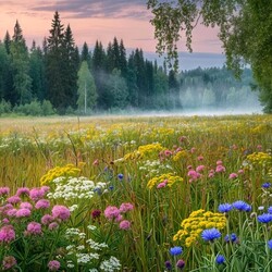 Пазл: Туман в лесу на закате