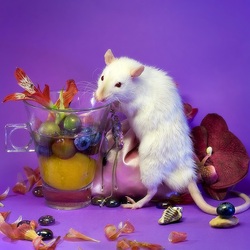 Пазл: Белая крыса