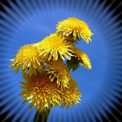 Пазл: Одуванчики