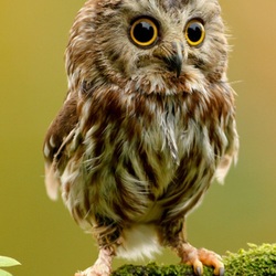 Пазл: Сова