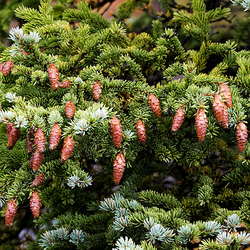 Пазл: Шишки