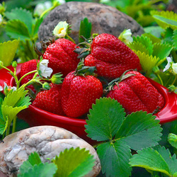 Пазл: Клубничка