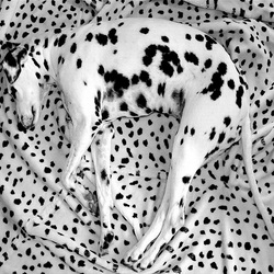 Пазл: Маскировка