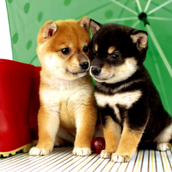 Пазл: Малыши