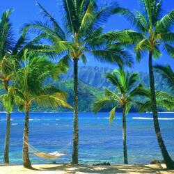 Пазл: Гавайские пальмы