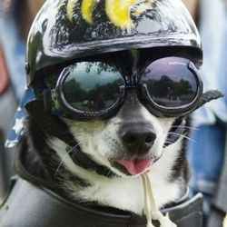 Пазл: Байкер