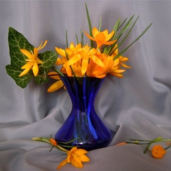 Пазл: Крокусы