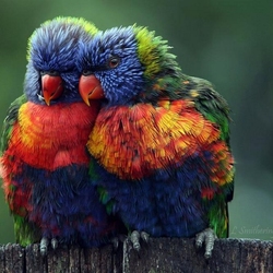 Пазл: Волнистые попугаи