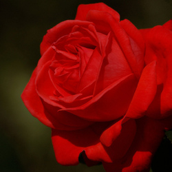 Пазл: Нежная царица 