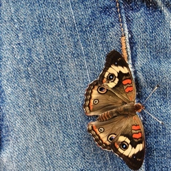 Пазл: Бабочка