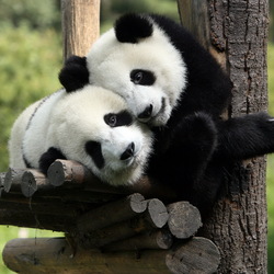 Пазл: Панды