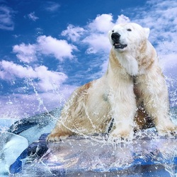 Пазл: Полярный мишка