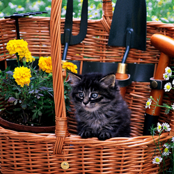 Пазл: Кот к работе готов 