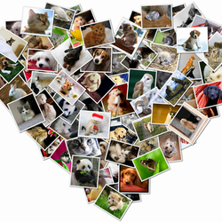 Пазл: Люблю животных 