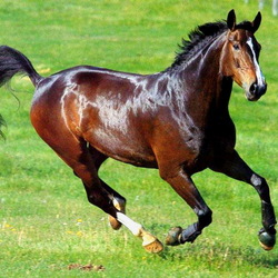 Пазл: Лошадь