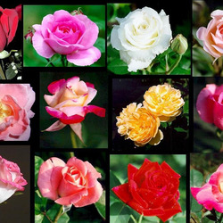 Пазл: Аромат роз