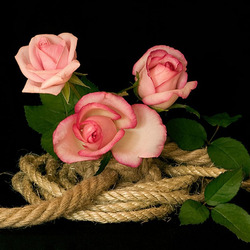 Пазл: Красота в плену