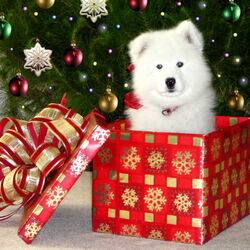 Пазл: Подарок