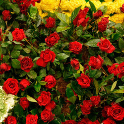 Пазл: Море роз