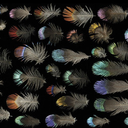 Пазл: Перья