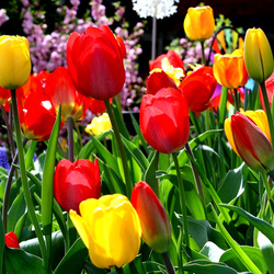 Пазл: Тюльпаны