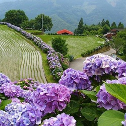 Пазл: Рисовые поля