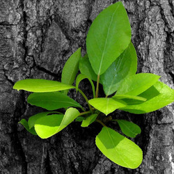 Пазл: Новая жизнь