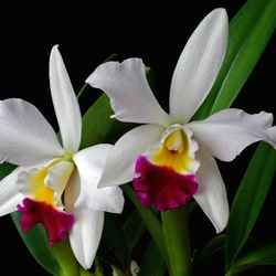 Пазл: Орхидеи