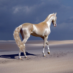 Пазл: Изабелловая масть лошади