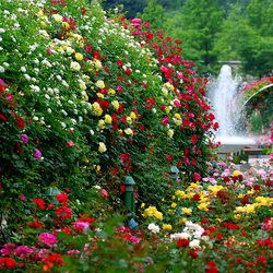 Пазл: Любимый сад