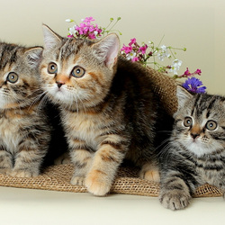 Пазл: Котята