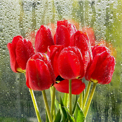 Пазл: Тюльпаны