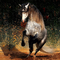 Пазл: Грация