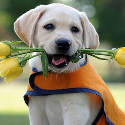 Пазл: Я пришел к тебе с букетом