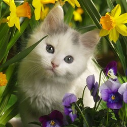Пазл: Котенок в цветах