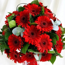 Пазл: Багрово-красные герберы