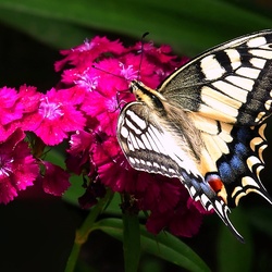 Пазл: Бабочка красавица