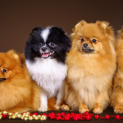 Пазл: Лучшие друзья